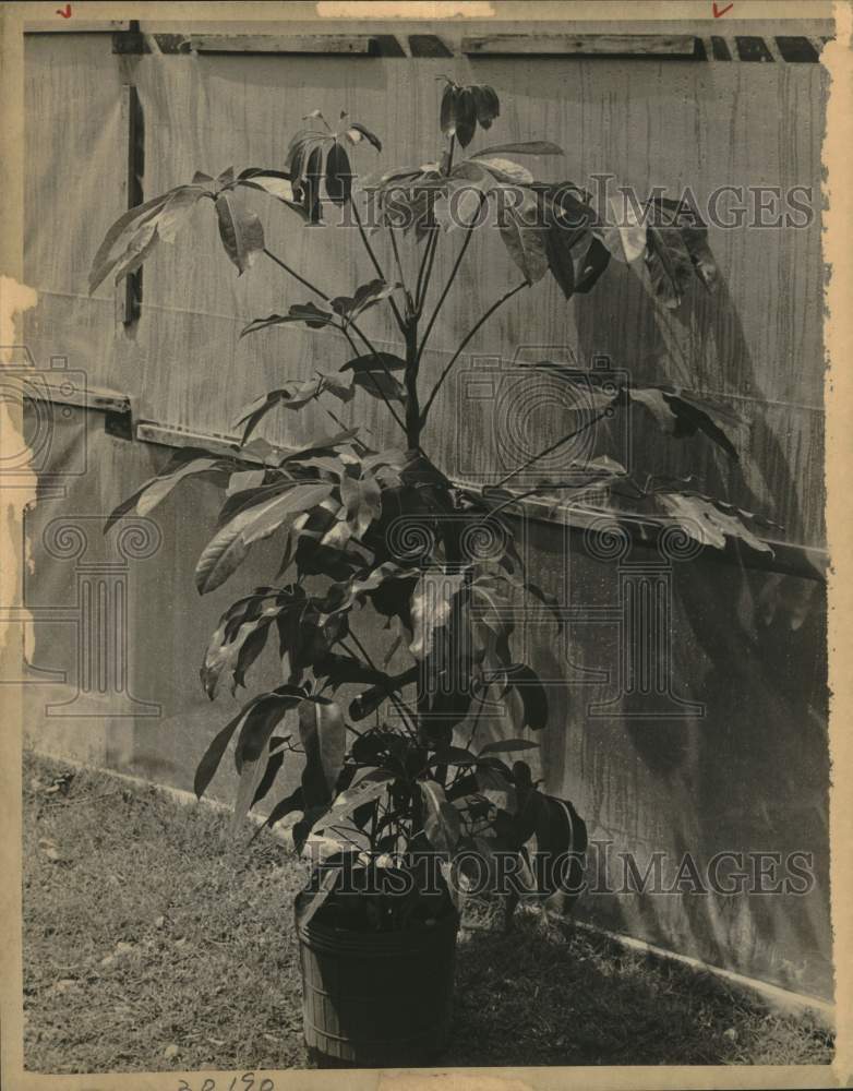 1975 Press Photo Potted Scheffelera Flower at Bob's Bo-Kay - saa77341
