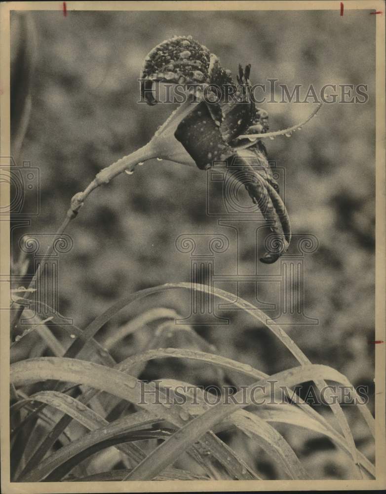 1979 Press Photo Raindrops on Flower Bloom - saa77391- Historic Images