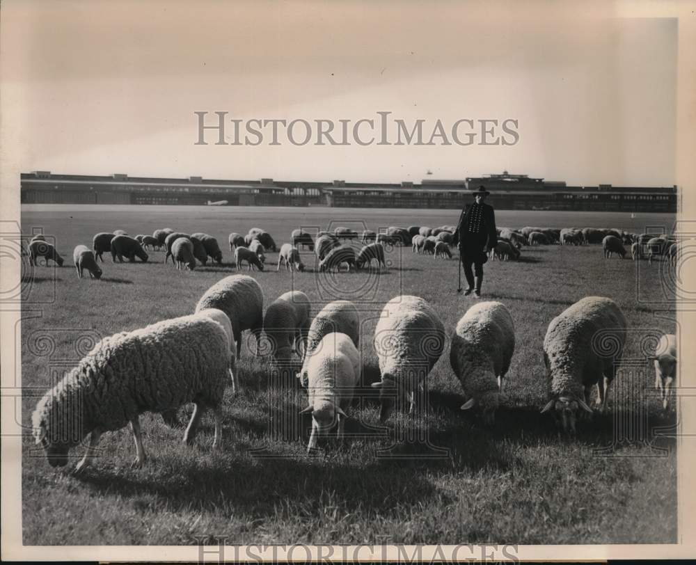 1952 Press Photo Herd of sheep grazing at Templehof Air Base, Berlin - saa81443- Historic Images