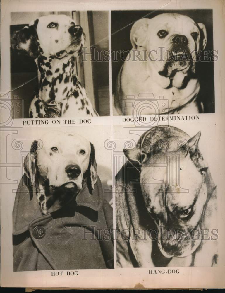 1952 Press Photo Expressions of a Dalmatian, English Bulldog and a Boxer dog