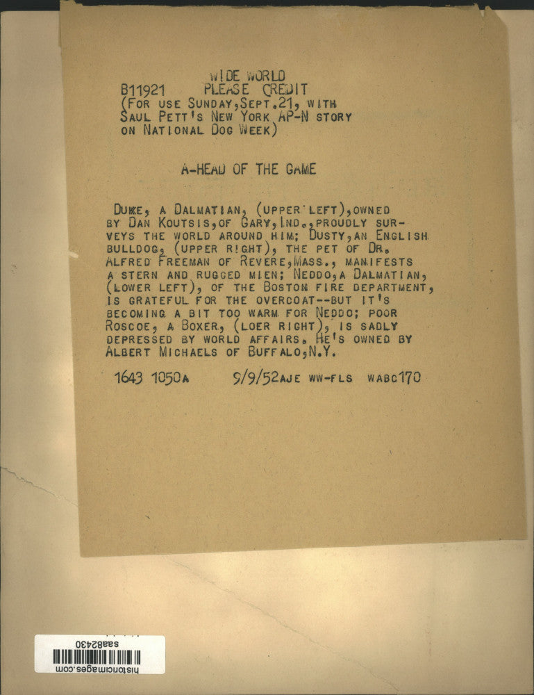 1952 Press Photo Expressions of a Dalmatian, English Bulldog and a Boxer dog