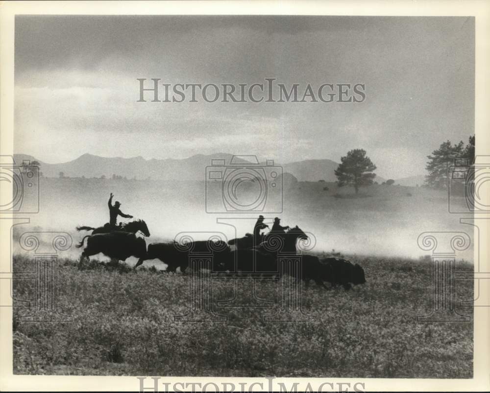 Press Photo Cowboys rounding up herd of Bison - saa87783- Historic Images