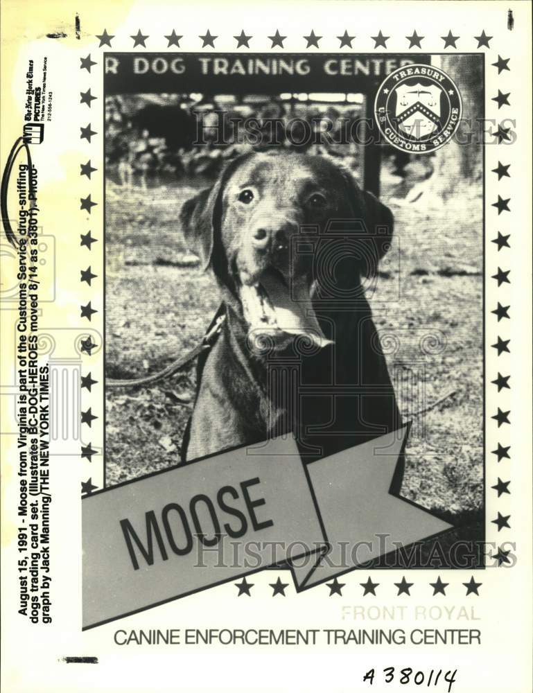 1991 Press Photo Moose from Virginia, Customs Service drug-sniffing Dog- Historic Images