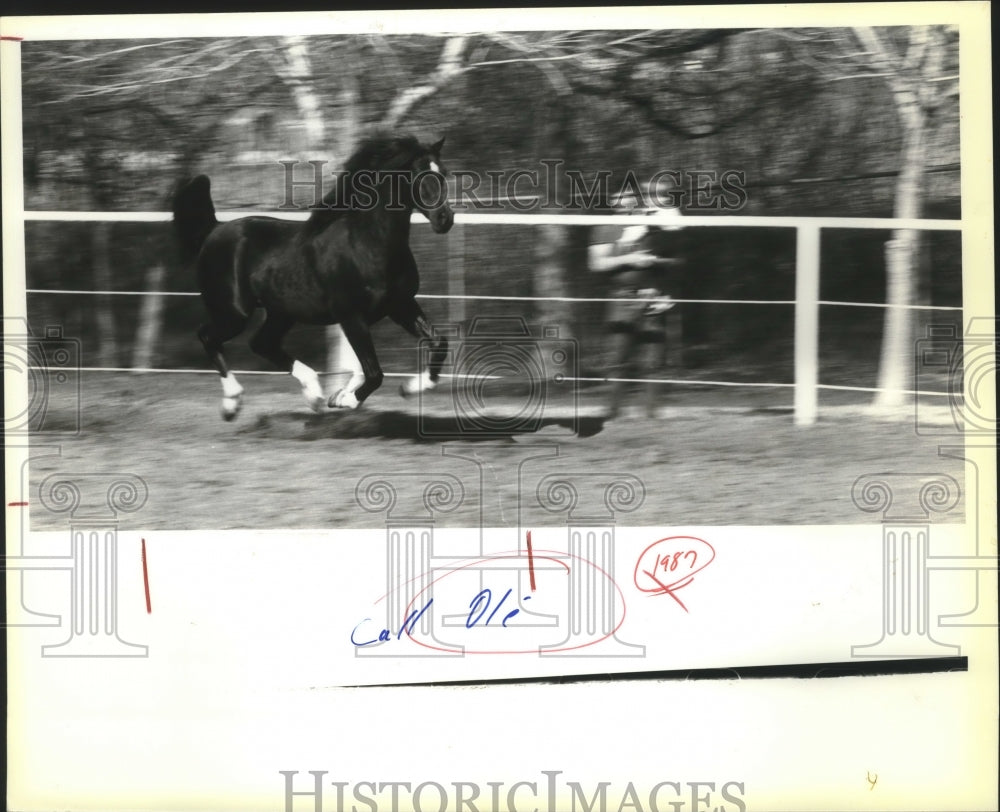 1987 Press Photo Race horse Call Ole - sas02329- Historic Images