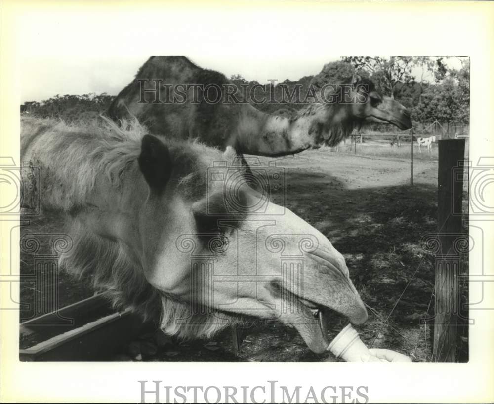 1988 Press Photo Feeding the camels in Australia. - sax16366