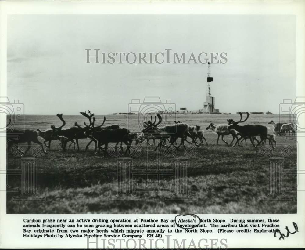 Press Photo Caribou graze near drilling operation at Prudhoe Bay in Alaska- Historic Images