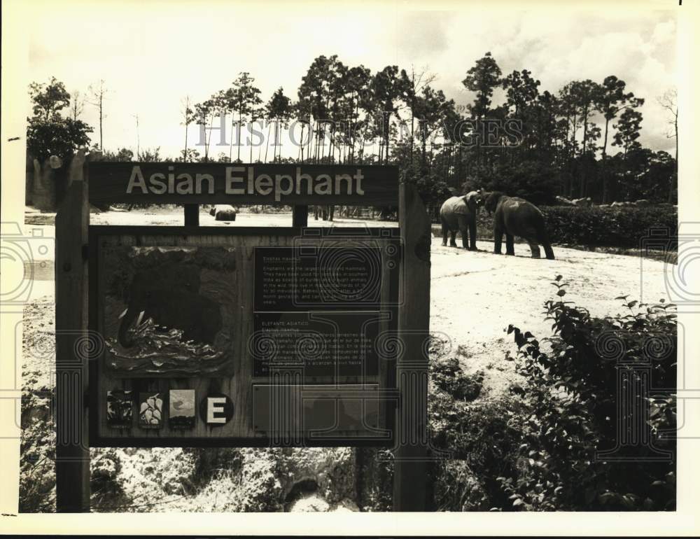 1984 Press Photo Asian Elephants on captivity at Miami Metrozoo - sax19467