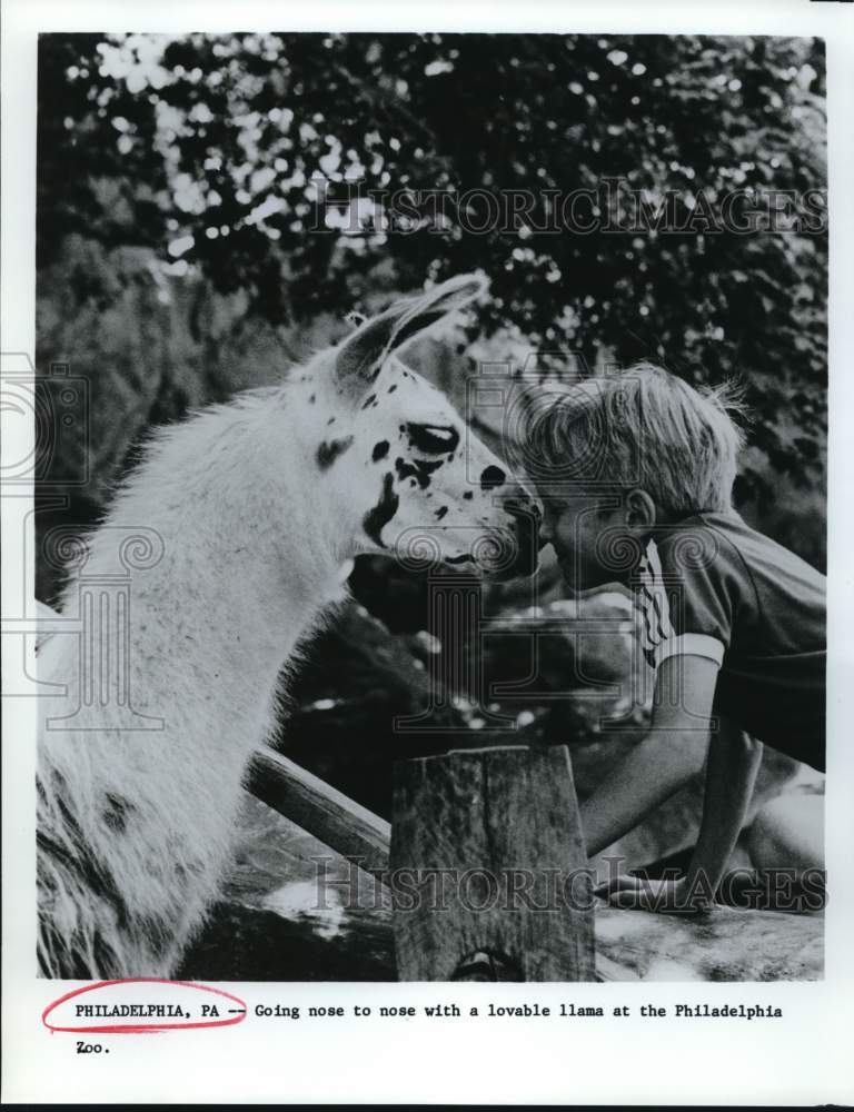 Press Photo Child nose to nose with lovable llama at Philadelphia Zoo- Historic Images