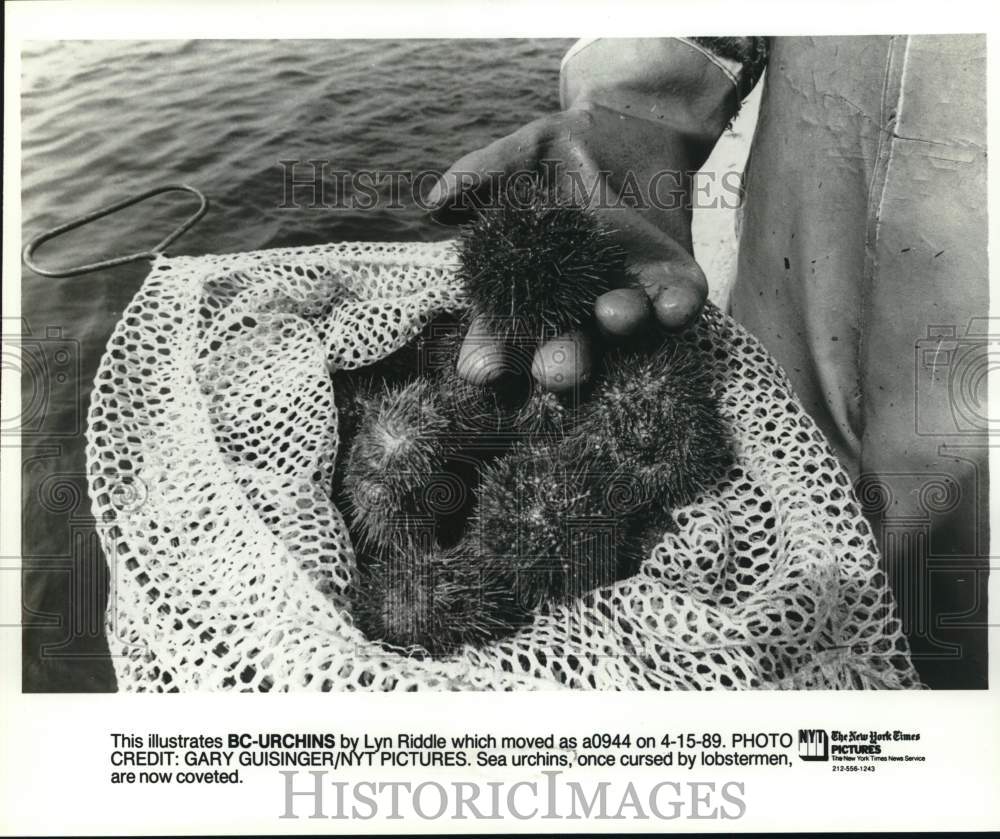 Press Photo Sea urchins held by lobsterman- Historic Images