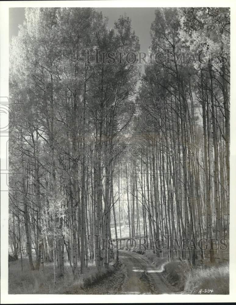 Press Photo The road leading to Woods Lake near Telluride, Colorado - sax23099- Historic Images