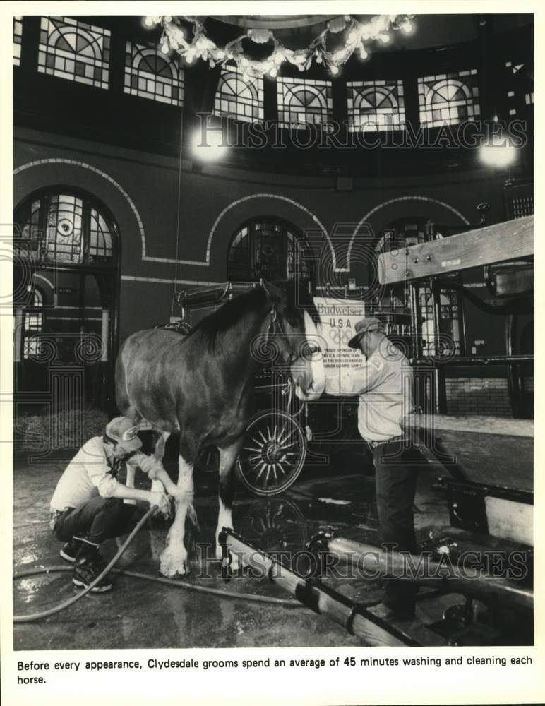 Press Photo Workers groom a Clydesdale horse before its appearance- Historic Images