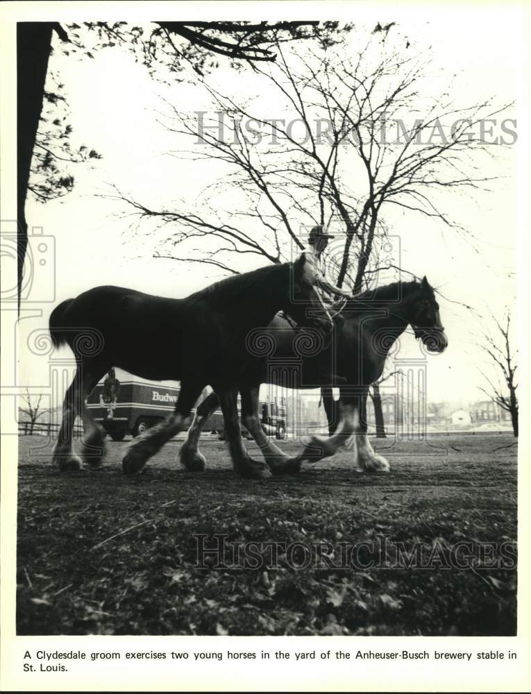 Press Photo Clydesdale groom rides horses in Anheuser-Busch brewery stable- Historic Images