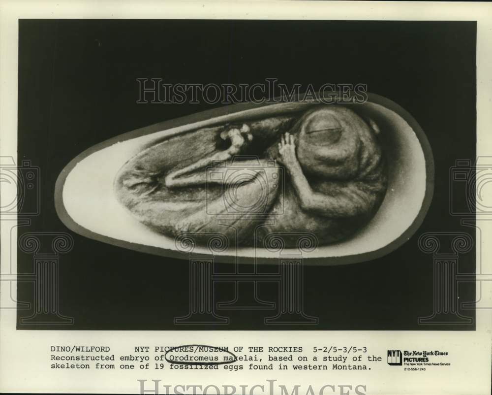 Press Photo The reconstructed embryo of an Orodromeus makelai dinosaur- Historic Images