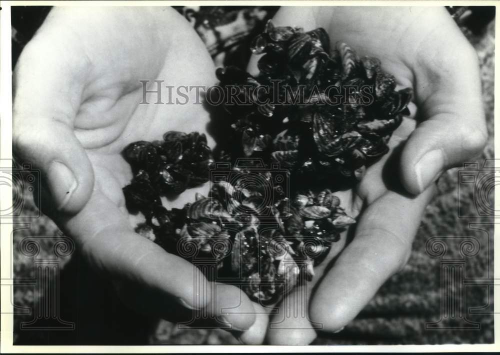 1990 Press Photo Zebra Mussels in the Great Lakes Area - sax28440