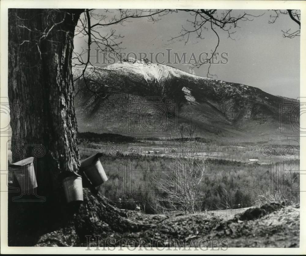 Press Photo Maple sugar time at the foot of Mt. Mansfield in Cambridge, Vermont- Historic Images