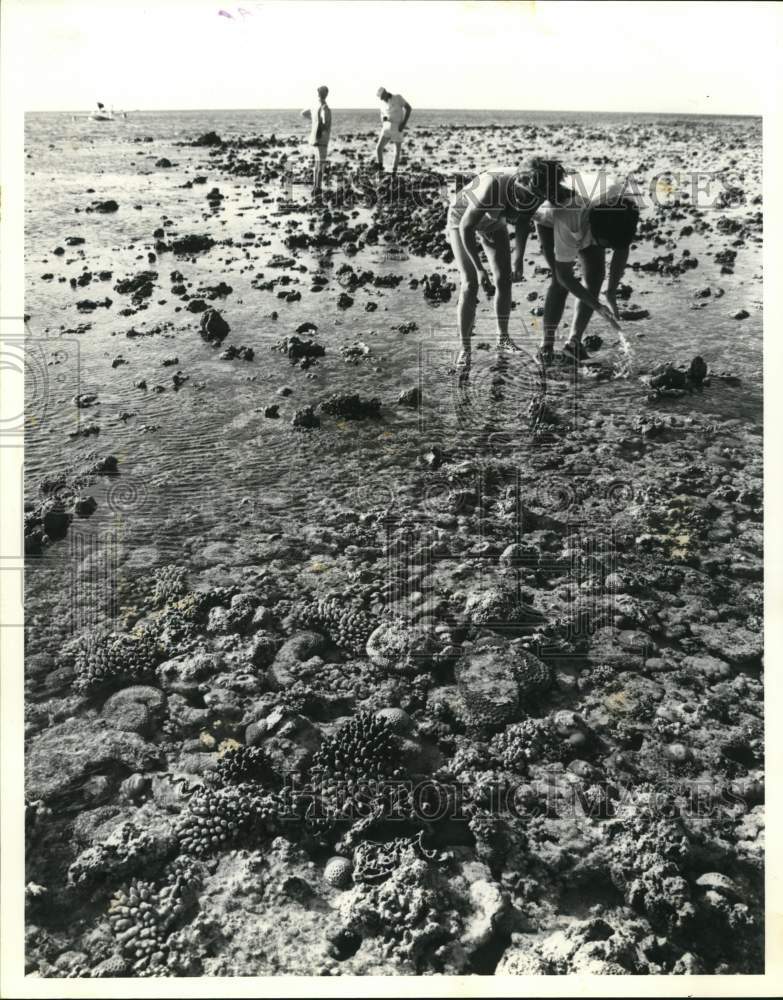 1985 Press Photo Tourists Look at Coral at Great Barrier Reed During Low Tide- Historic Images