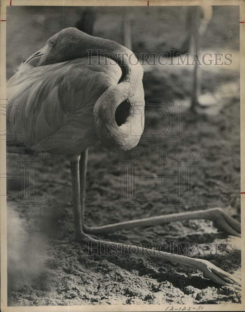 1974 Press Photo A flamingo - sax30357