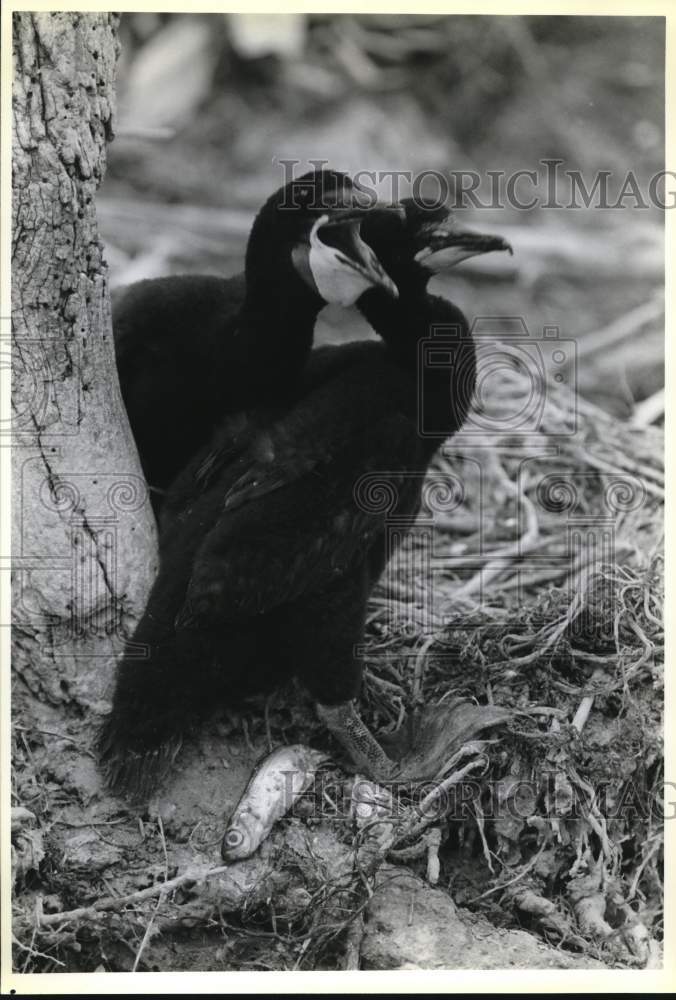 1992 Press Photo Two adult Cormorants outside their nest on Little Galloo Island