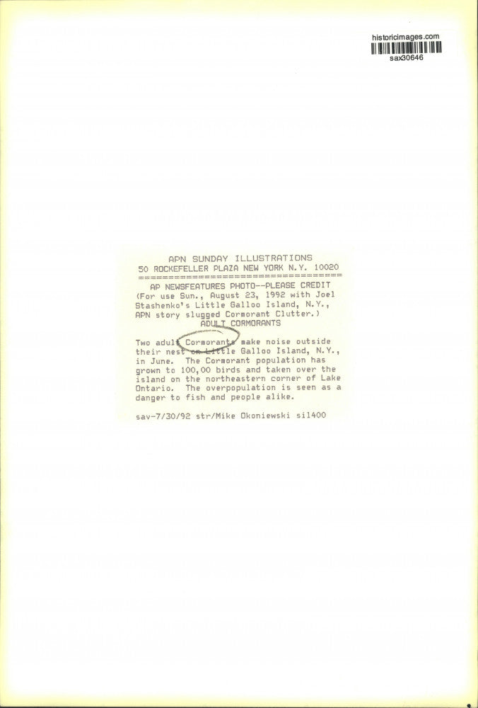 1992 Press Photo Two adult Cormorants outside their nest on Little Galloo Island