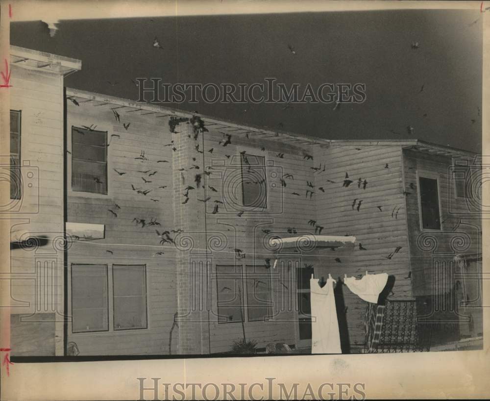 1975 Press Photo Swarm of bats flies close to a home structure - sax31386