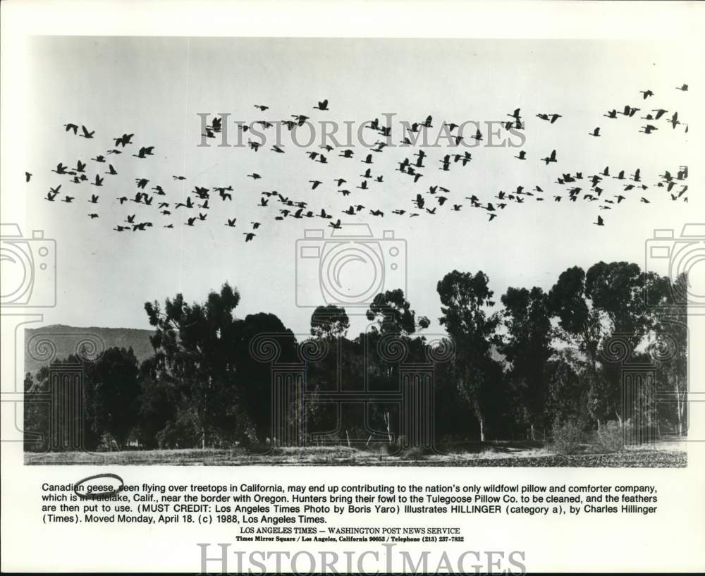 1988 Press Photo Canadian geese fly over treetops in Tulelake, California