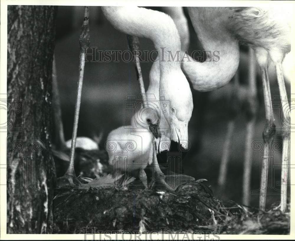 1992 Press Photo A growing family of flamingos at Sea World of Texas - sax31411