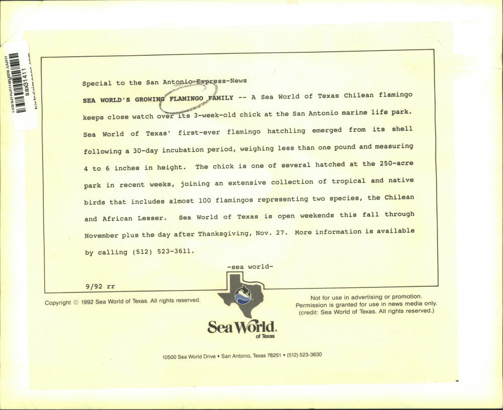 1992 Press Photo A growing family of flamingos at Sea World of Texas - sax31411