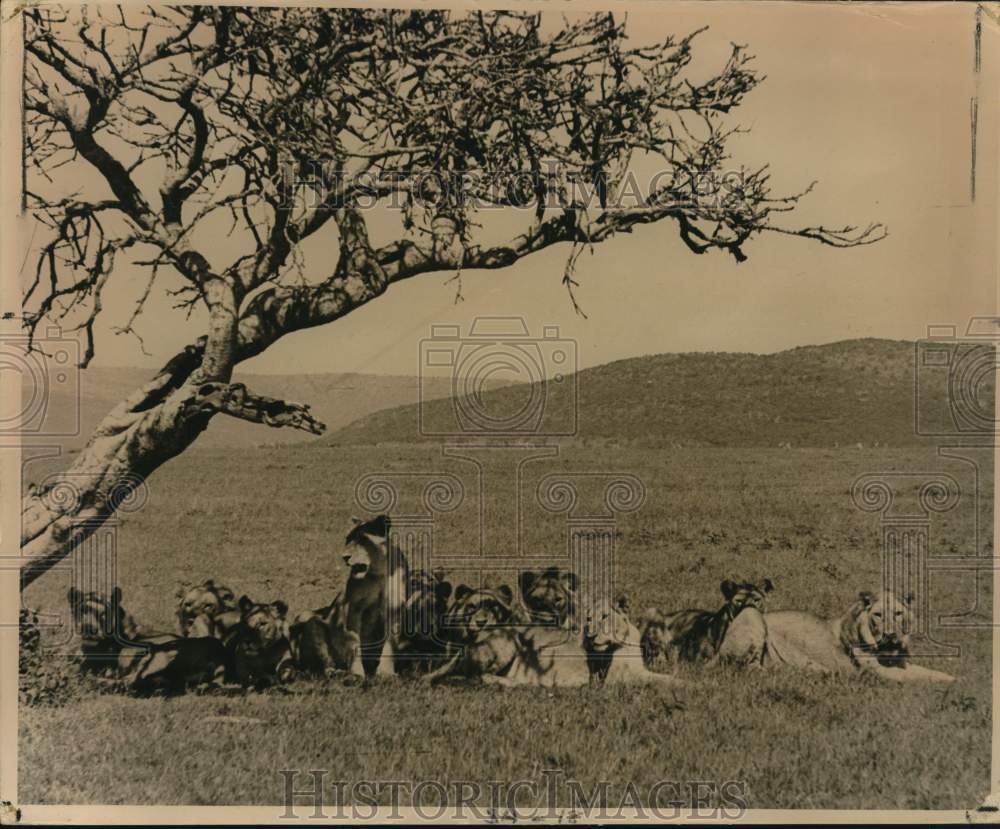 Press Photo Pride of eleven lions - sax31638- Historic Images