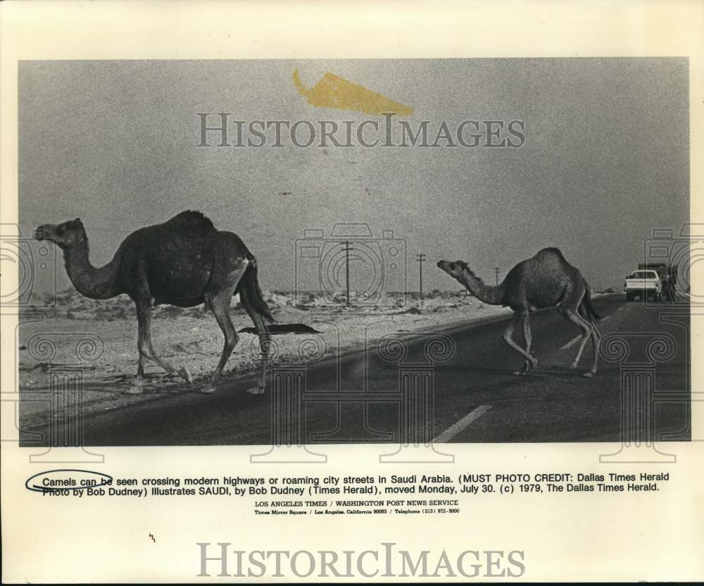 1979 Press Photo Camels cross modern highway in Saudi Arabia - sax31680- Historic Images