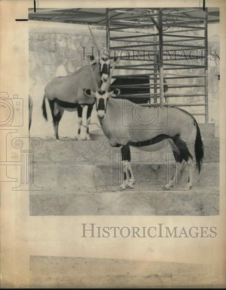Press Photo Pair of Oryxes standing on steps, Texas - sax31749