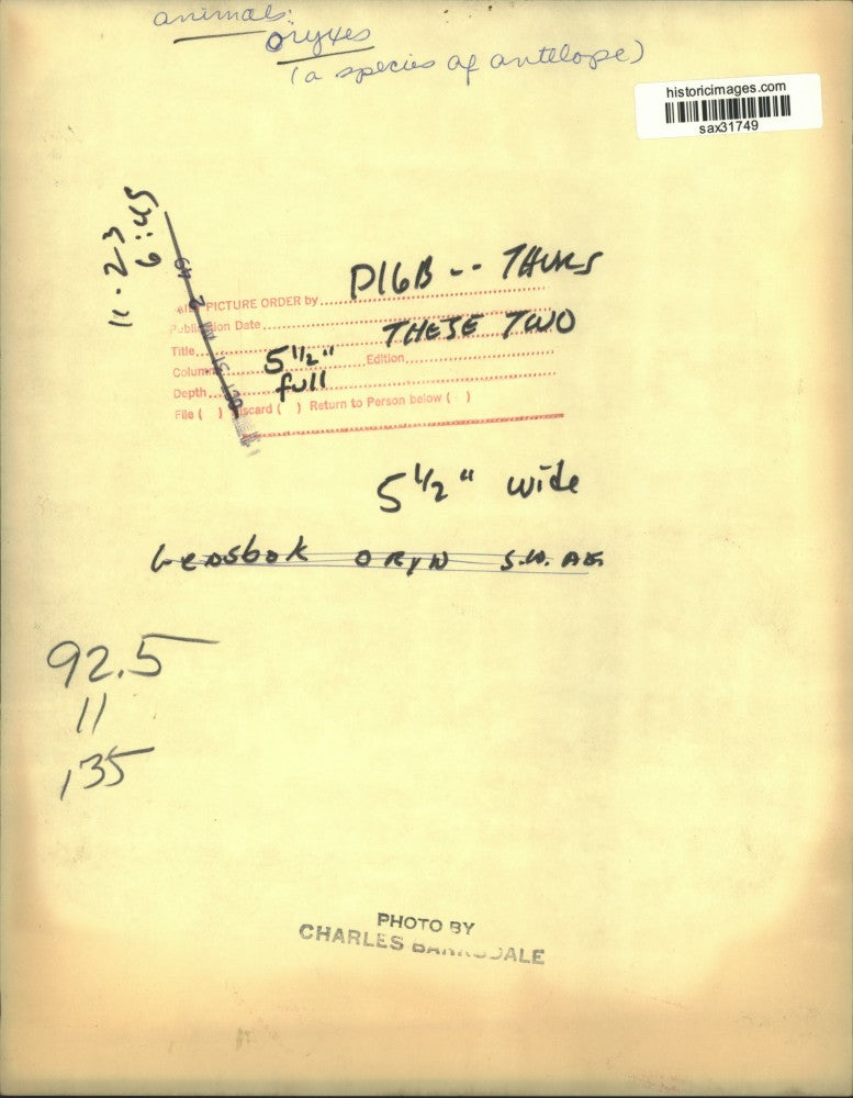 Press Photo Pair of Oryxes standing on steps, Texas - sax31749