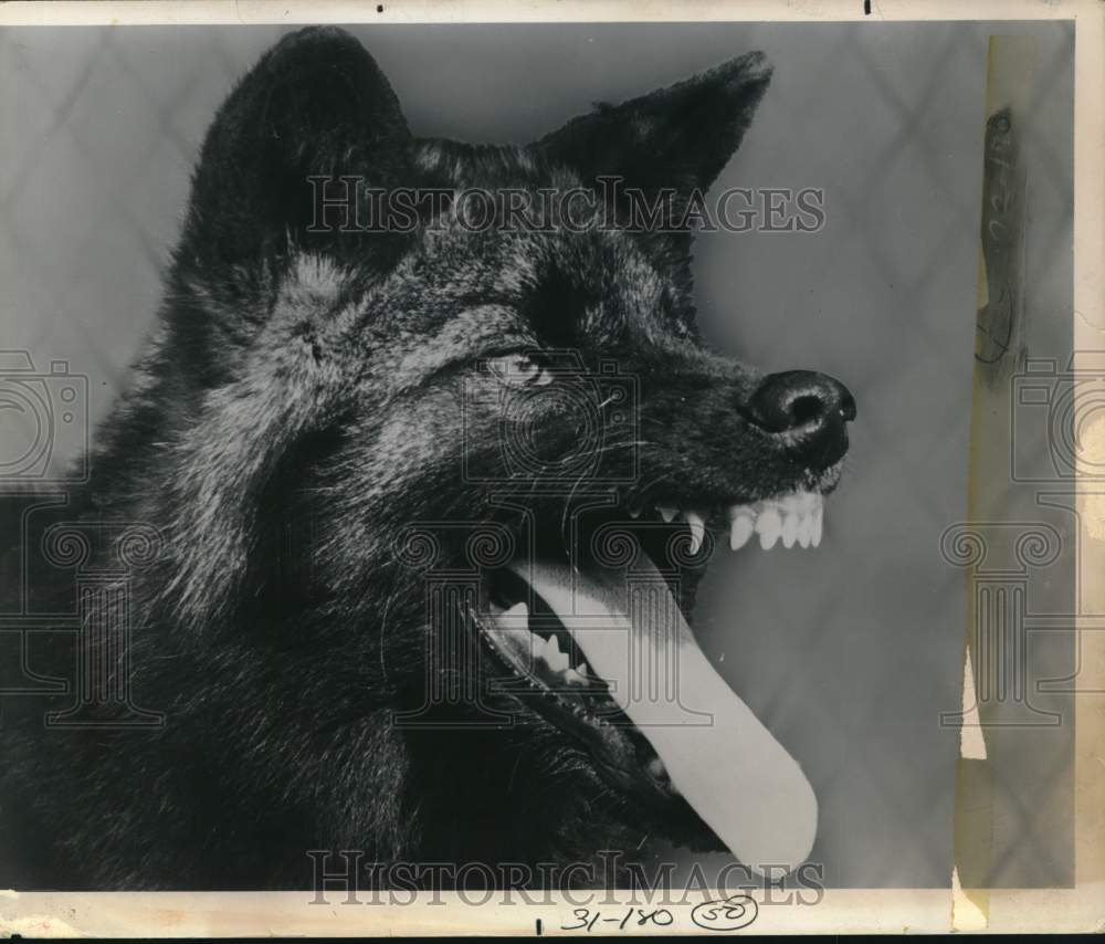 1966 Press Photo Large wolf barring his teeth - sax32818- Historic Images