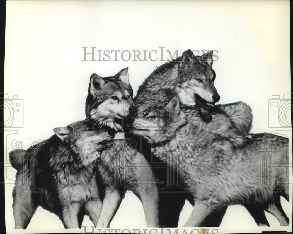 Press Photo Pack of wolves - sax32821