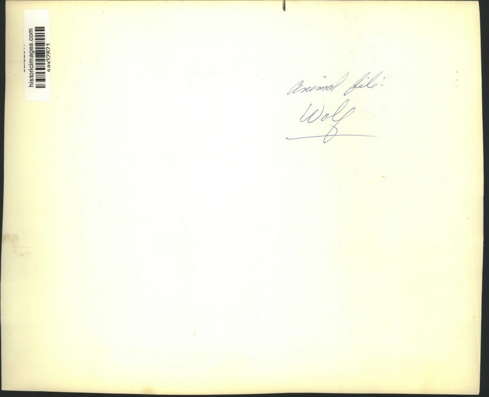 Press Photo Pack of wolves - sax32821