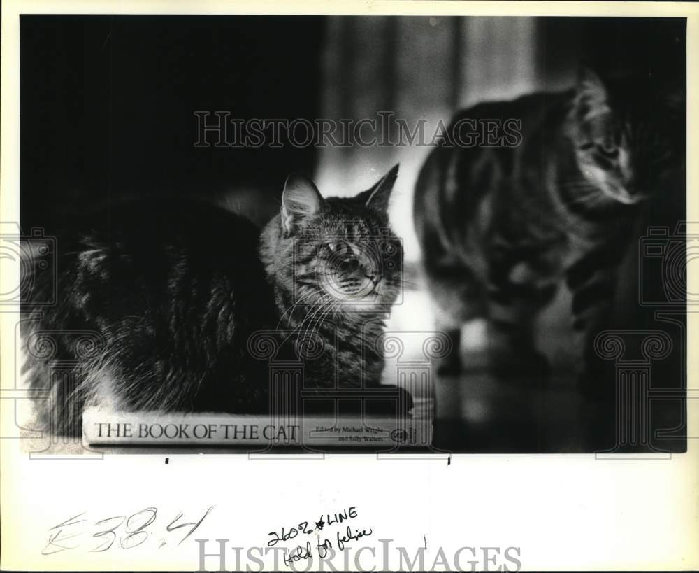 1986 Press Photo Cats Chandra and Jamaica, Texas - sax32925