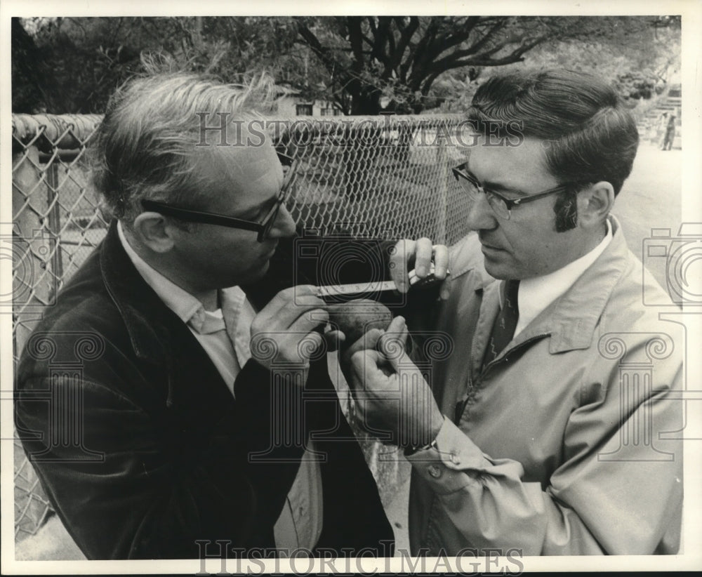 Press Photo Two men measure Rosie's egg - sba26693