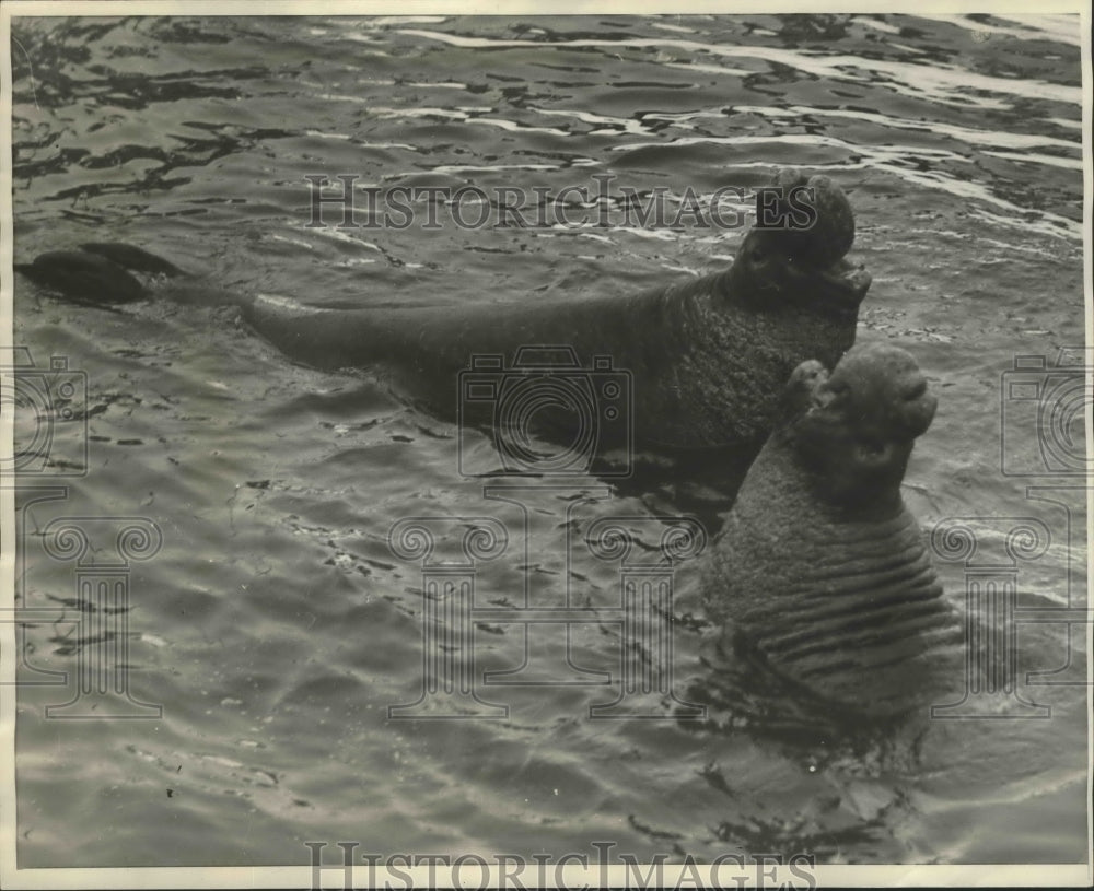 1930 Press Photo Sea elephants at Los Angeles CA zoo from Guadelupe - sbx02209