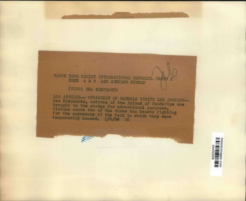 1930 Press Photo Sea elephants at Los Angeles CA zoo from Guadelupe - sbx02209