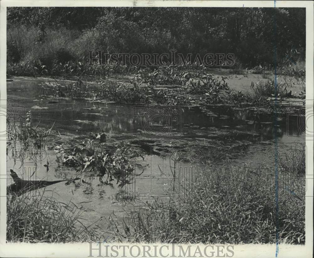 1974 Press Photo Summertime scene at Last Chance Pond in Dongan Hills