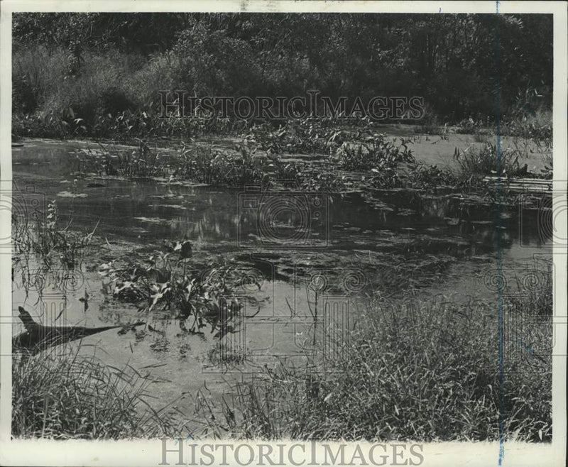 Load image into Gallery viewer, 1974 Press Photo Summertime scene at Last Chance Pond in Dongan Hills
