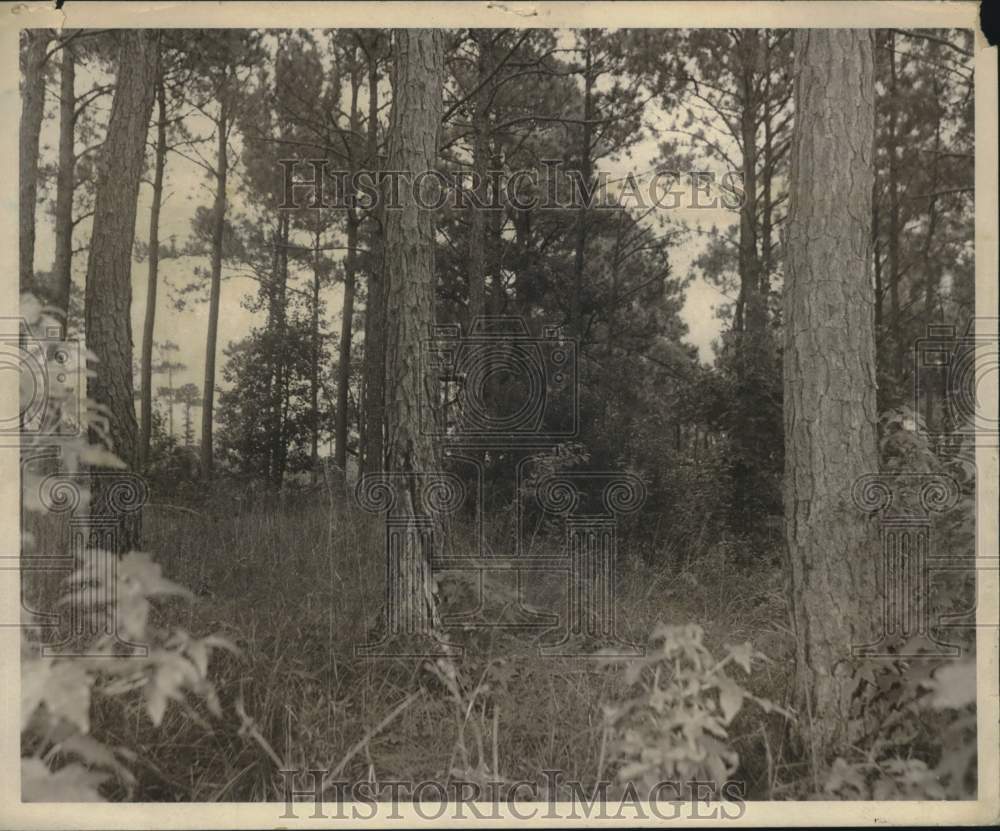 1971 Press Photo New Site for Sailors Snug Harbor Cover with Pines and Hardwoods