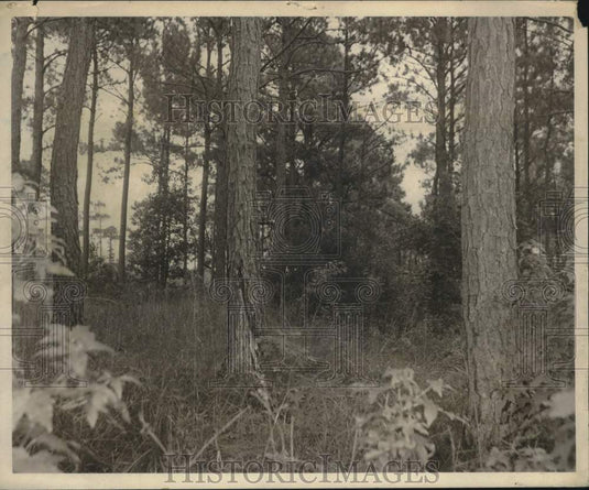 1971 Press Photo New Site for Sailors Snug Harbor Cover with Pines and Hardwoods