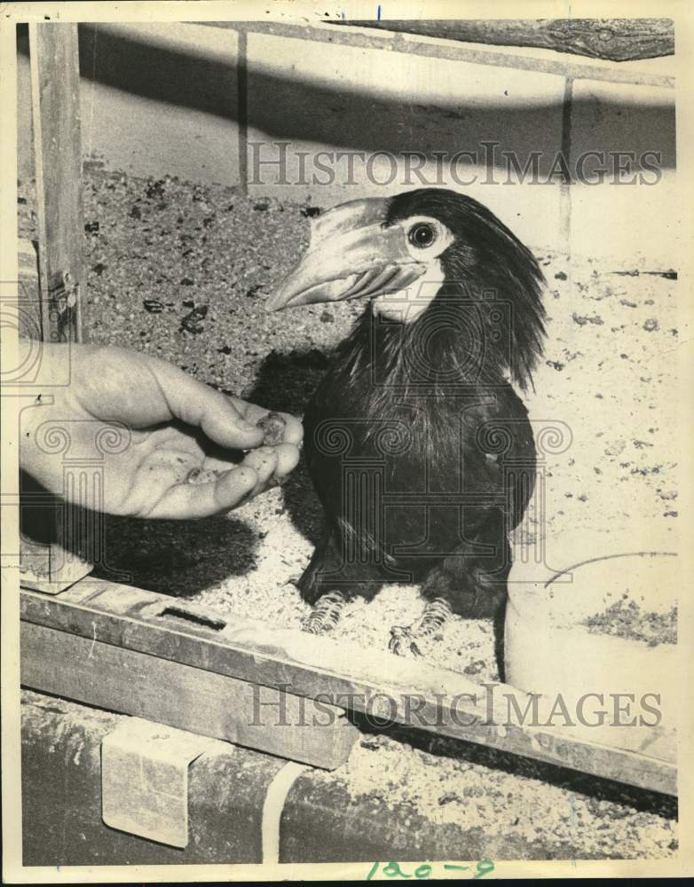 1970 Press Photo Handler Feeding Hornbill Bird at Staten Island Zoo Exhibit- Historic Images