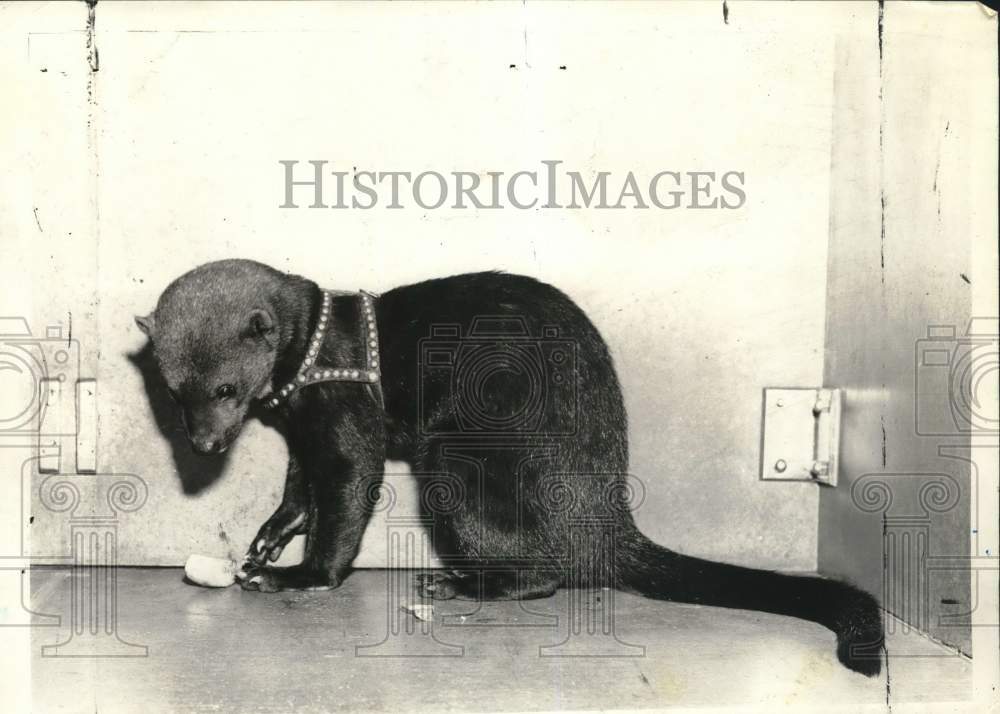 1969 Press Photo A tayra turned over to the Staten Island Zoo - sia37178