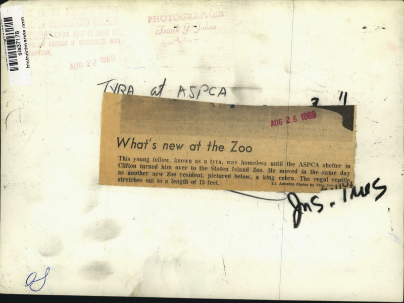 Load image into Gallery viewer, 1969 Press Photo A tayra turned over to the Staten Island Zoo - sia37178
