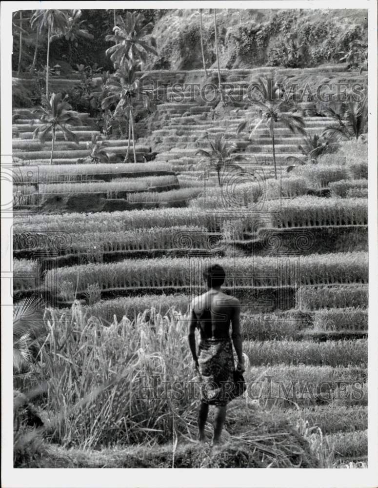 1966 Press Photo Balinese Farmer at Terraced Rice Paddies in Indonesia