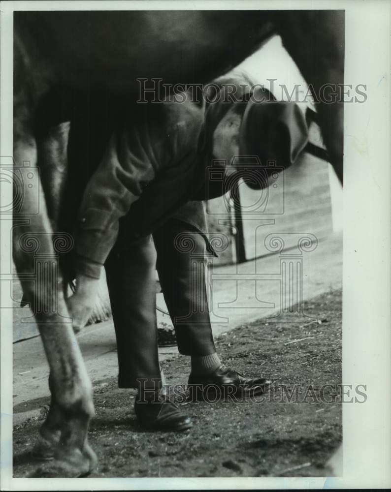 Press Photo A man inspects a horse&#39;s legs in a stable - sis00545- Historic Images