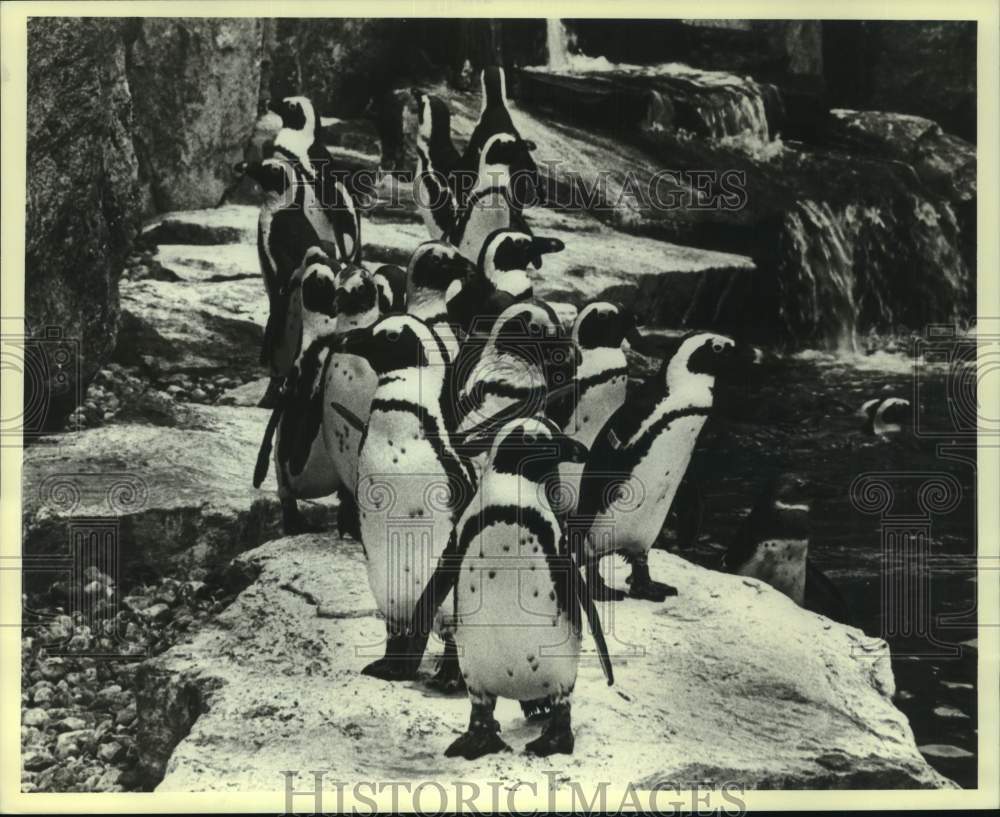 Press Photo A group of Black Footed Penguins - six00854