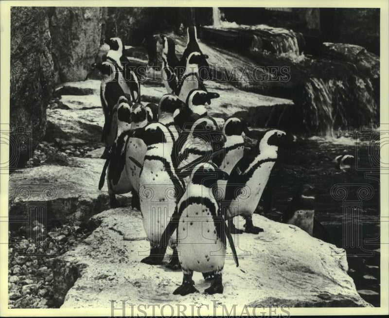 Load image into Gallery viewer, Press Photo A group of Black Footed Penguins - six00854
