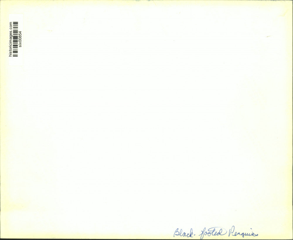 Press Photo A group of Black Footed Penguins - six00854